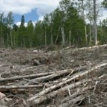 Kaz Dağlarındaki Termik Santral Projeleri mahkemece iptal edildi