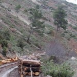 Köylülerden ağaç katliamına tepki: 'Seyreltme' değil 'Sıfırlama'