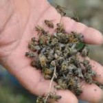 Arıları yok eden tarım ilaçları / Tayfun Özkaya