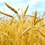 Buğdayın kilogramı ne kadar olacak?