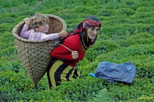 Karadeniz’de iktidarın yeni saldırı alanı ve yeni direniş nedeni: Çay / Fatma Genç