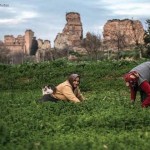 Türkiye’de ve dünyada küçük aile çiftçiliği ve yeniden köylülük / Cengiz Aktar