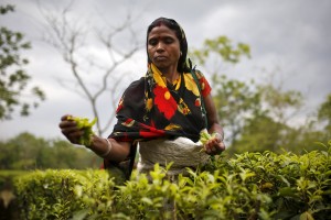 A tea garden worker plucks tea leaves inside Aideobarie Tea Estate in Jorhat in Assam, India, April 21, 2015. Unrest is brewing among Assam's so-called Tea Tribes as changing weather patterns upset the economics of the industry. Scientists say climate change is to blame for uneven rainfall that is cutting yields and lifting costs for tea firms. Picture taken April 21, 2015. REUTERS/Ahmad Masood