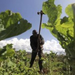 Dünyanın tarım için ilk karbon kredisi Kenya’da verildi