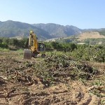 Aydınlılar Derneği: Jeotermal enerji için incir ağaçları kesiliyor