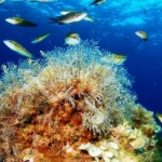 40 yılda denizlerdeki doğal yaşam yarı yarıya azaldı