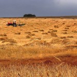 Anavatanı Türkiye Olan Buğdayı Bile İthal Ediyoruz
