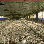 Kuş gribi endüstriyel tavukçulukla ilgilidir / Tayfun Özkaya