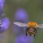 Arılar tarım ilaçlarının tiryakisi oldu