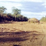 Paraguay yerlilerinin topraklarını ulusötesi et şirketleri talan ediyor