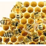 Serin hava arıları şaşırttı, bal üretimi düştü
