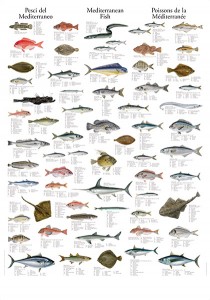 Akdeniz'de balık nesli tüketiliyor