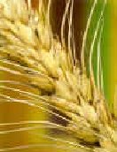 TMO buğday için müdahale fiyatı açıklamayabilir