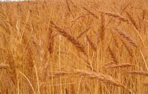 Buğday fiyatları korkutuyor