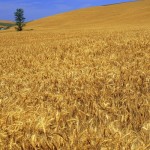 En çok sigortalanan tarım ürünü buğday