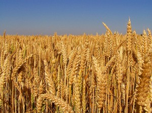 Ekmeklik buğdayın tonu temmuz ve ağustosta 605 TL olarak belirlendi