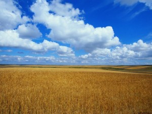 ABD’ye göre “Türkiye’de buğday üretimi, tüketimi karşılayamayacak”