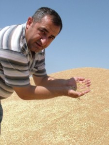TMO'nun toplam buğday alımı yarı yarıya düştü