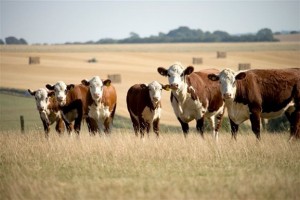 Bakan Eker: 600 bin sığır ithal edildi