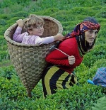 Doğu Karadeniz’e çay baharı geldi 