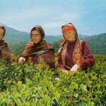 Çay piyasası tüccara emanet/Ali Ekber Yıldırım 