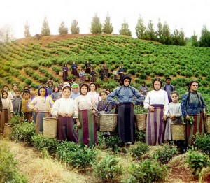 Çay üreticisi özel sektöre mahkum ediliyor