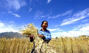 Buğdayda Çin alarmı: 