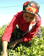 AKP'nin tarıma ayırdığı pay yasaya aykırı    