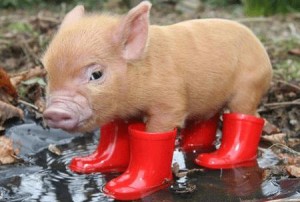 Yağmur ve domuz yavrusu