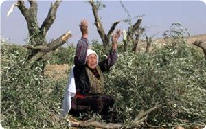 Filistin'de zeytin savaşları 