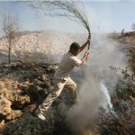 İsrail, Filistinlilerin zeytinlerini yakıyor