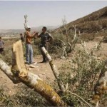 İsrail Deyru’l-Hatab’ta 200 Zeytin Ağacını Tahrip Etti