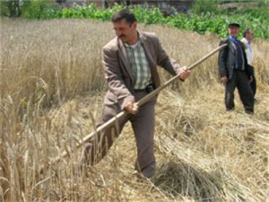  Ahlat'ta Buğday Hasadı Geç Başlayacak
