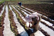 Türkiye Şeker Üretimi ve Sorunları
