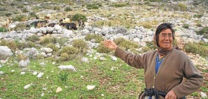 Filistin halkına karşı insanlık dışı baskılarını sürdüren İsrail Selfit’te Zeytin Ağaçlarını Telef Etti