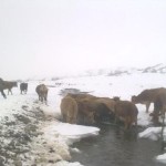 Köylüler, Buzu Kırıp Hayvanlarına Su İçiriyor