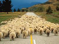 Türkiye'de koyun sayısı hızla düşüyor
