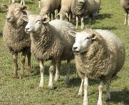 Türkiye'de koyun sayısı son 30 yılda yarıya düştü  