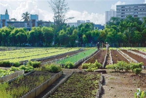 Küba’da tarımsal dönüşüm: Sürdürülebilir tarımla açlığı tarihe gömdüler / Tayfun Özkaya