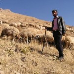 Malatya'da Çoban Bulunamıyor