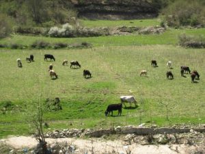  Köylünün elinden meralar ve tarım alanları da alınıyor /Orhan Özkaya*
