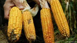 GDO'lu Amerikan mısırı tartışılıyor   