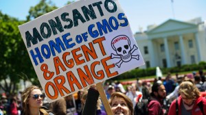 GDO karteli Monsanto’nun yeni hedefi dünya tohum arzını tamamen kontrol etmek
