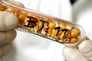 Bir GDO devinin DNA'sı: Monsanto / Ayşe Bereket