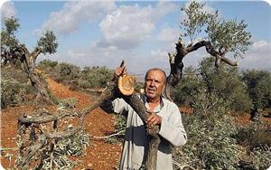 İşgal Güçleri Nablus’ta 40 Zeytin Ağacını Telef Etti