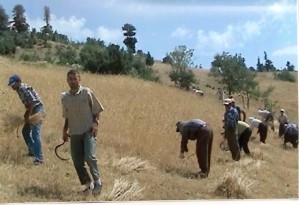 Demirci'de Çiftçiye 4 Bin 700 Adet Fidan Dağıtıldı