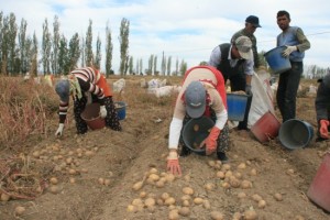 Patates Üreticilerini, Fiyat Düşüklüğünden Sonra Don Olayı Vurdu