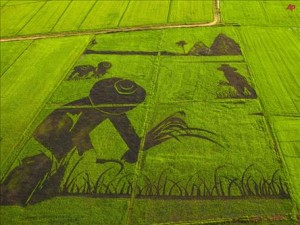 Modern pirinç genetikçilerin değil, çiftçilerin eseri