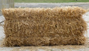 Saman fiyatındaki artış üreticiyi buğdaya yönlendirdi