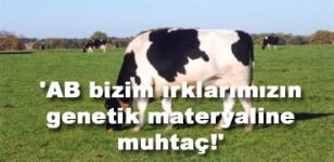 AB Türk sığırlarının genine muhtaç  